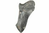 Partial Megalodon Tooth #194059-1